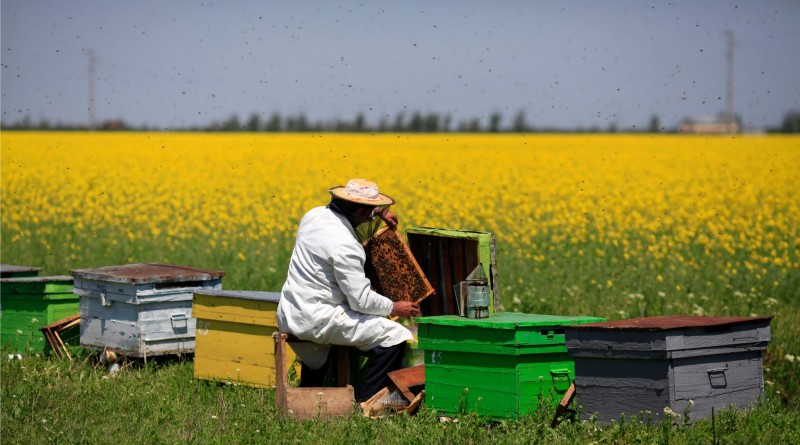 beekeeper (1)